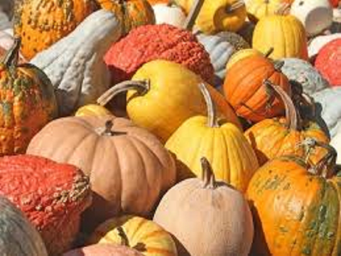 Pumpkins Pumpkins Everywhere