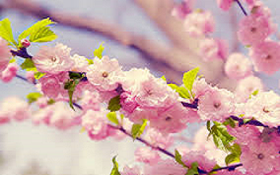 Spring Scents