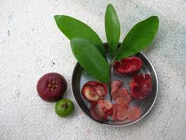 Kokum Butter - Refined