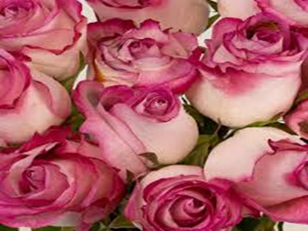 Satin Rose De Mai by VS Type Fragrance Oil