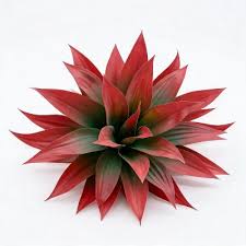Sweet Orange & Agave by BBW Type Fragrance Oil