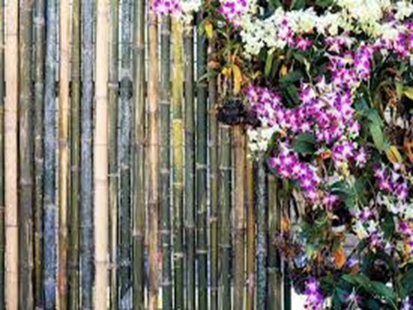 Bamboo & Orchid Type Fragrance Oil