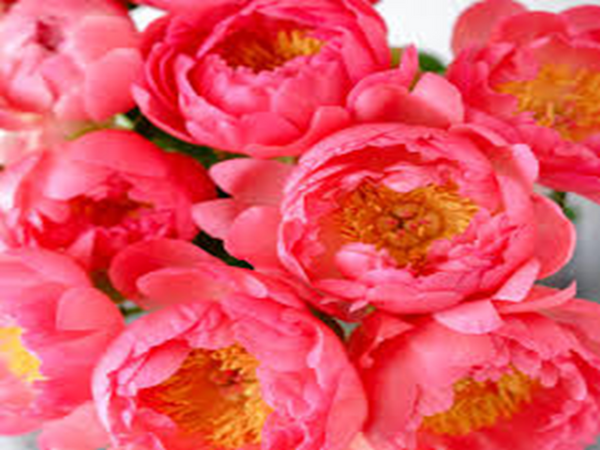 Beach Rose & Peach Peony Type Fragrance Oil