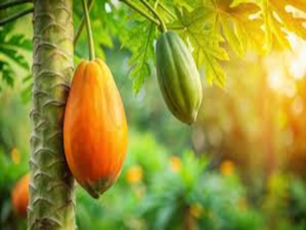 Papaya Paradise Cove by BBW Type Fragrance Oil