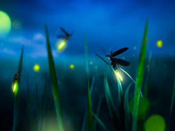Summer Nights Type Fragrance Oil