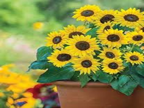 Sunflower Type Fragrance Oil