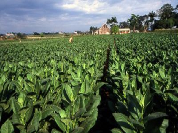 Cuban Tobacco by RE Type Fragrance Oil