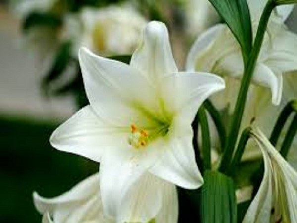 White Lily & Amber Type Fragrance Oil