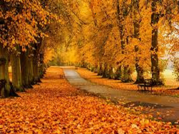 Autumn in the Park by YC Type Fragrance Oil