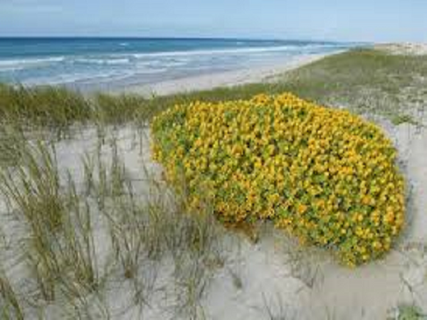 CLOSEOUT Beach Daisies by Peak Type Fragrance Oil