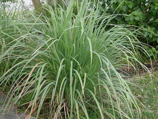 Citronella Type Fragrance Oil