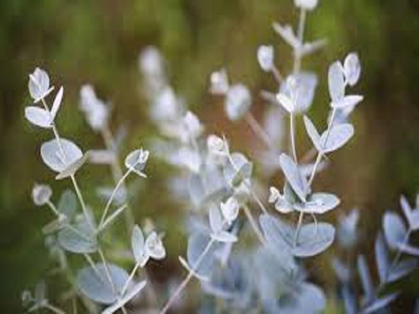 Eucalyptus Spearmint Type Fragrance Oil