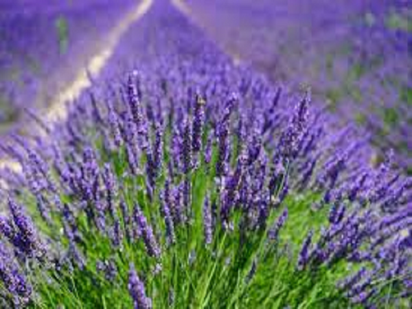 CLOSEOUT Lavender Type Fragrance Oil