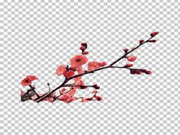 Mandarin Plum Type Fragrance Oil