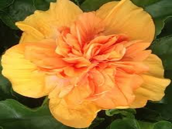 Mango Temptations by VS Type Fragrance Oil