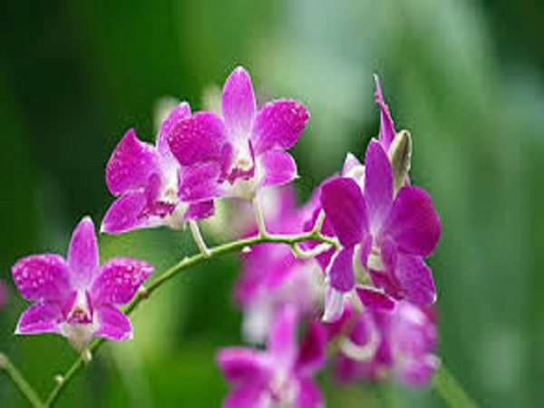 CLOSEOUT Princess Orchid Type Fragrance Oil