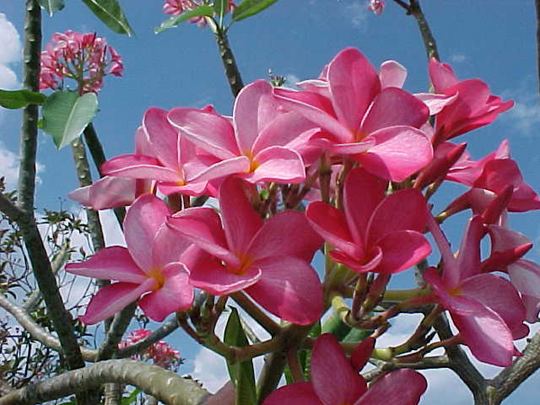 Plumeria by BBW Type Fragrance Oil