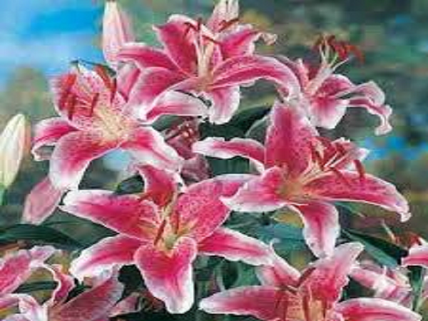 Stargazer Lily by Yankee Candle Type Fragrance Oil