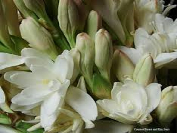 CLOSEOUT Tuberose Type Fragrance Oil