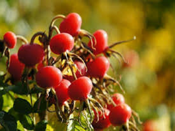 CLOSEOUT Woodland Berries Type Fragrance Oil